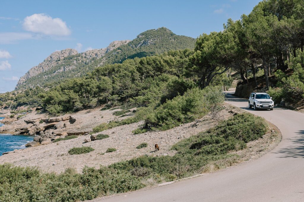 White jeep with car hire excess insurance approaching a bend of coastal path with green trees in the background.